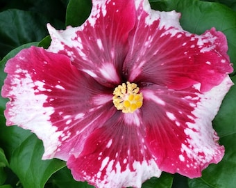 Hibiscus Cajun Color Purple Magic Starter Plant