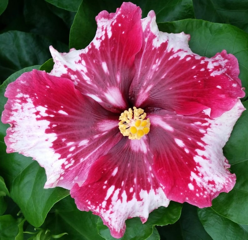 Hibiscus Cajun Color Purple Magic Starter Plant image 1