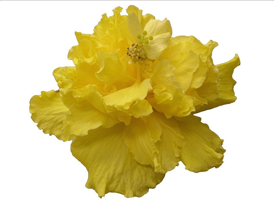 Hibiscus Cajun Color Saffron Moon, Starter Plant - Etsy