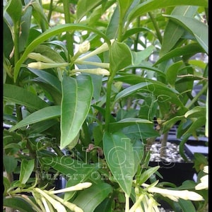 Jasmine Night Blooming Cestrum nocturnum 4 inch pot
