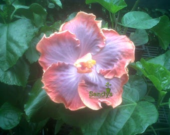 Hibiscus Cajun Color Live Plant – Creole Lady 4 Inch Pot