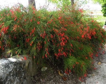 Firecracker Red Russelia Equisetiformis Starter Plant, Lot of 2