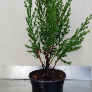 May include: A small, green conifer plant in a black plastic pot. The plant has dense, needle-like foliage and a reddish-brown stem. The pot is filled with soil. The plant is a vibrant green color.