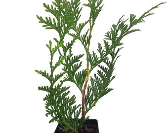 Thuja Green Giant Arborvitae 3 Inch Pot