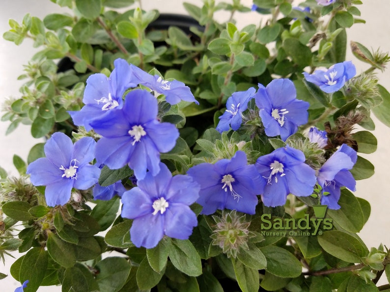 Blue Daze Evolvulus Glomeratus Live Flowering Plant 4 Inch Blue Daze Evolvulus Glomeratus Live Flowering Plant 4 Inch