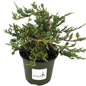 May include: A small evergreen juniper plant in a dark green plastic pot. The plant has blue-green foliage and brown stems. The pot has a white label with the text "Sandy's".