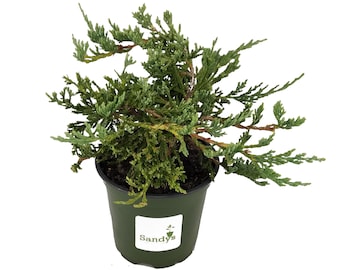 Juniper Blue Rug, Wilton Ground Cover 4 Inch Pot