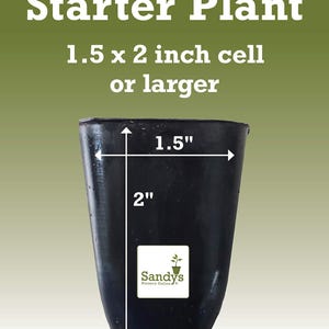 Hibiscus Cajun Color Purple Magic Starter Plant image 3