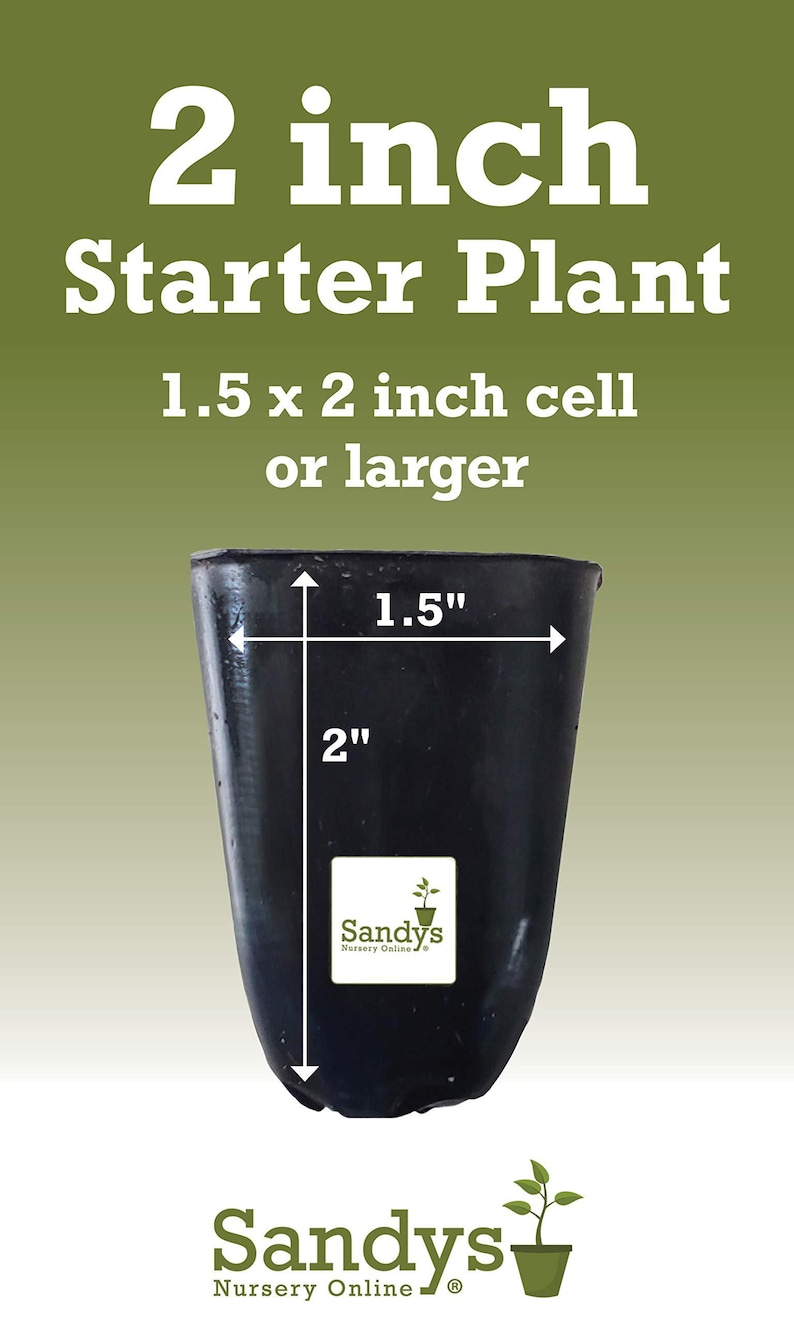 Hibiscus Cajun Color Purple Magic Starter Plant image 3