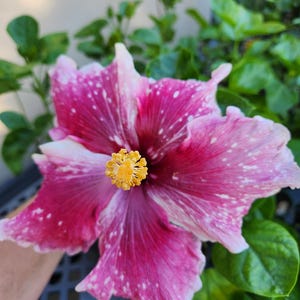 Hibiscus Cajun Color Purple Magic Starter Plant image 5