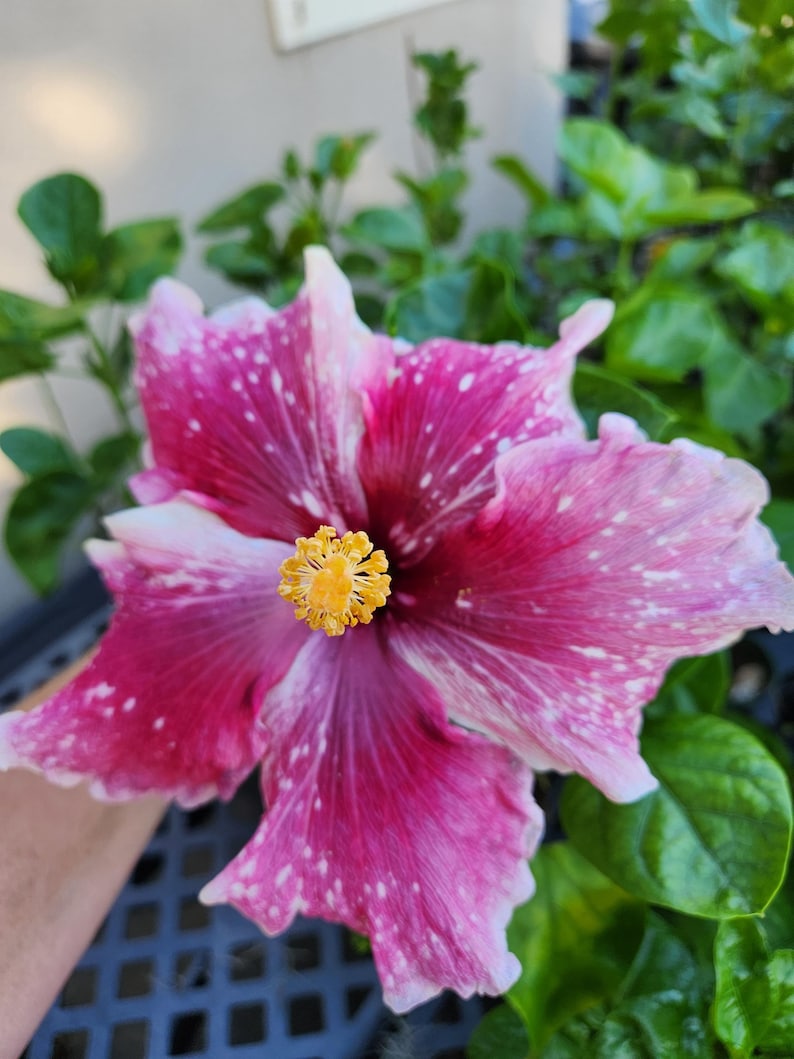 Hibiscus Cajun Color Purple Magic Starter Plant image 5