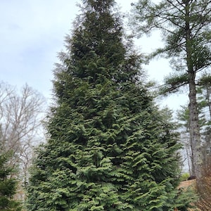 Thuja Green Giant Arborvitae 3 inch deep pot, 12+ inches Tall, Lot of 30