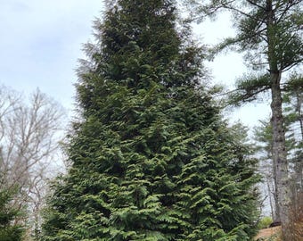 Thuja Green Giant Arborvitae 3 inch deep pot, 12+ inches Tall, Lot of 30