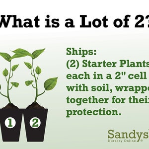 May include: Two small green plants in black pots with white numbers 1 and 2. The text "What is a Lot of 2?" is at the top of the image. The text "Ships: (2) Starter Plants each in a 2" cell with soil, wrapped together for their protection." is below the plants. The text "Sandys Nursery Online" is at the bottom of the image.