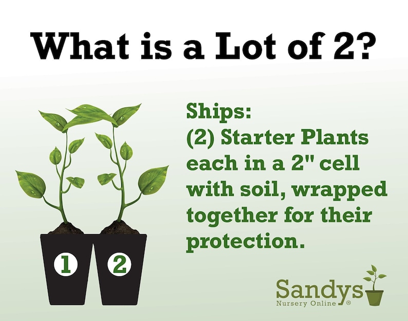 May include: Two small green plants in black pots with white numbers 1 and 2. The text "What is a Lot of 2?" is at the top of the image. The text "Ships: (2) Starter Plants each in a 2" cell with soil, wrapped together for their protection." is below the plants. The text "Sandys Nursery Online" is at the bottom of the image.