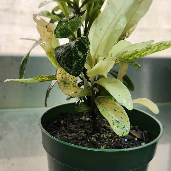 Ixora Thai Snow Hybrid Variegated White Flower 4 Inch pot