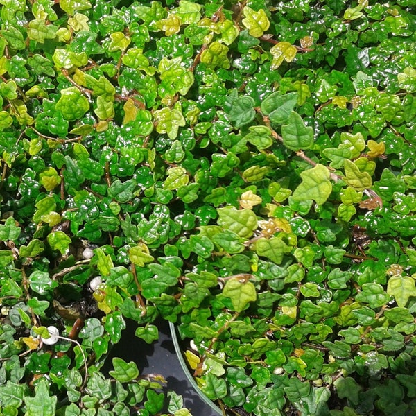 Ficus Pumula Quercifolia, Mini Oak Leaf Creeping Fig Starter Plants, Lot of 2