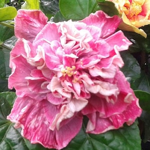 Hibiscus Cajun Color Magnifique, Starter Plant