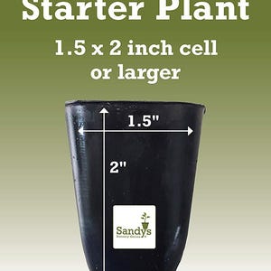 Gardenia August Beauty Starter Plant 画像 4