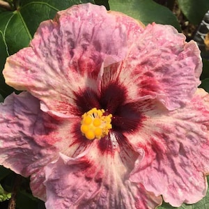 May include: A close-up of a pink and red hibiscus flower with a dark red center. The flower has a ruffled appearance and is in full bloom.