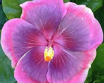 Hibiscus Cajun Color City Slicker, Starter Plant