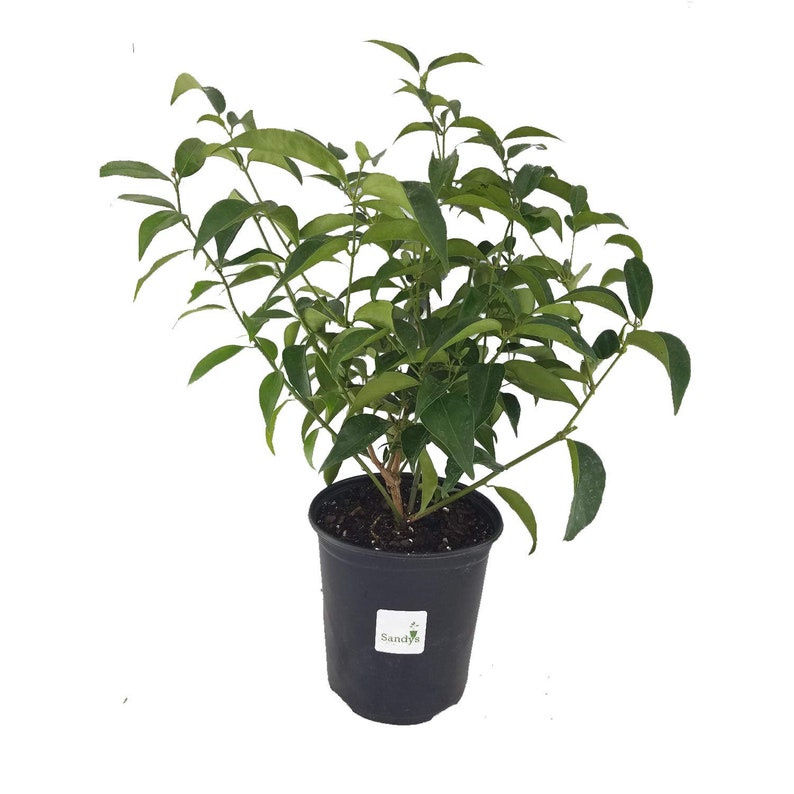Jasmine /'Star/' Jasminum Nitidum Gallon pot