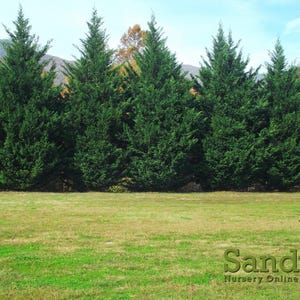 Thuja Green Giant Arborvitae 3 Inch Pot, Lot of 75 Bild 7