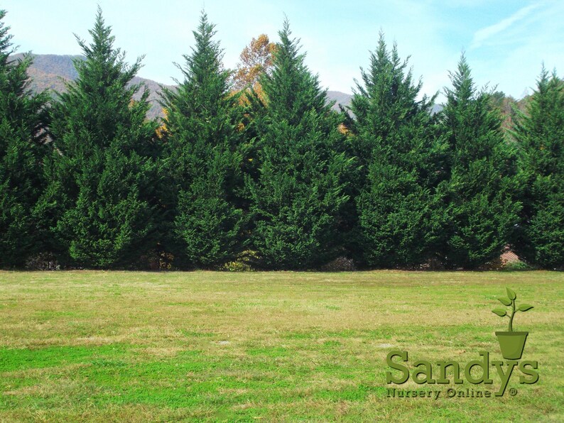 Thuja Green Giant Arborvitae 3 Inch Pot, Lot of 75 Bild 7