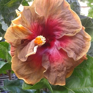 Hibiscus Cajun Color Live Plant – Voodoo Magic Tropical Flowering Shrub – Starter Plant Hibiscus Hybrid for Garden or Patio – Exotic