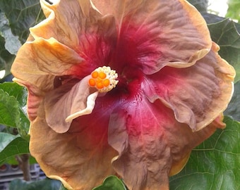 Hibiscus Cajun Color Live Plant – Tropical Flowering Shrub – Starter Plant Hibiscus Hybrid for Garden or Patio – Exotic Creole Flowers,...