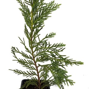 May include: A small evergreen tree in a black square pot. The tree has vibrant green, feathery foliage and a brown trunk. The pot has a white label with the text "Sandy's Nursery Online".
