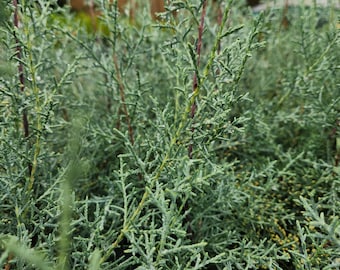 Arbusto de ciprés de Arizona, Cupressus arizonica, Carolina Sapphire, planta de inicio, lote de 12