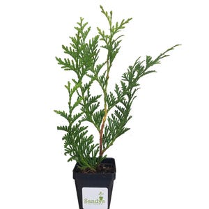 Thuja Green Giant Arborvitae Tree, 3 Inch Pot