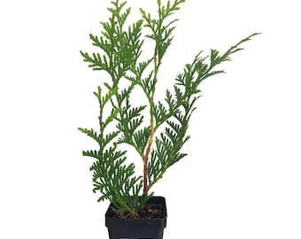 1 Thuja 'green Giant' in 2.5 Inch Container - Etsy