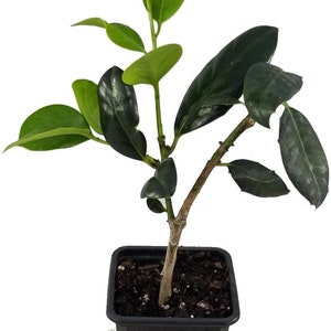 Puede incluir: Una peque&ntilde;a planta verde con hojas verde oscuro que crece en una maceta de pl&aacute;stico negra. La maceta tiene una etiqueta blanca con el texto "Sandy's Nursery Online".