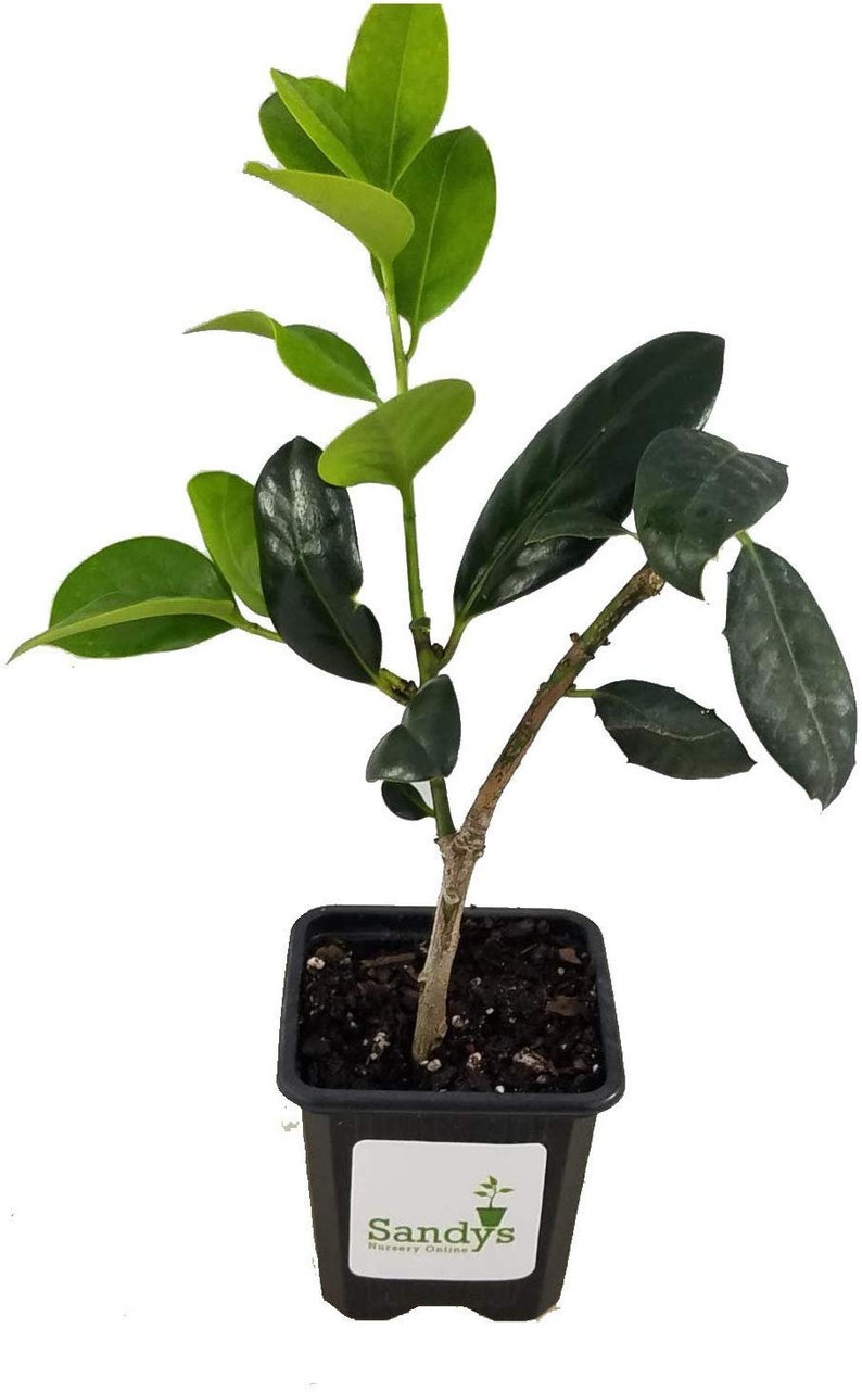 Puede incluir: Una peque&ntilde;a planta verde con hojas verde oscuro que crece en una maceta de pl&aacute;stico negra. La maceta tiene una etiqueta blanca con el texto "Sandy's Nursery Online".