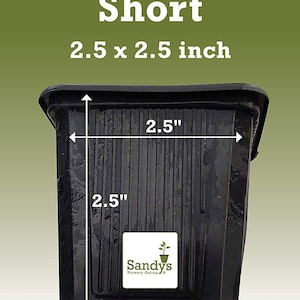 Arbusto perenne de acebo (Ilex), variedad Nellie R Stevens, maceta de 7,6 cm (3 pulgadas). imagen 6