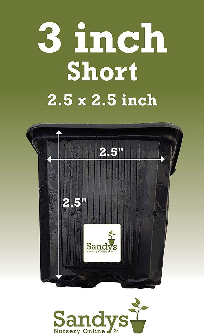 Arbusto perenne de acebo (Ilex), variedad Nellie R Stevens, maceta de 7,6 cm (3 pulgadas). imagen 6