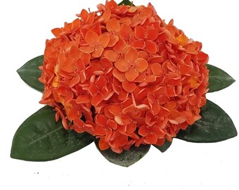 Ixora Coccinea Maui Red Starter Plant, Lot of 6