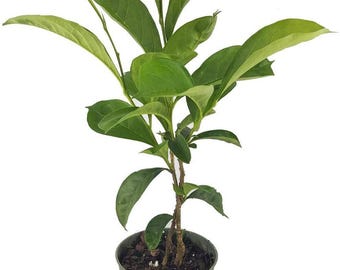 Brunfelsia Yesterday Today Tomorrow, Color Changing Flower, 4 Inch Pot