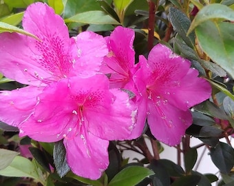 Azalea Shrub, Purple Formosa Flower, 3 Inch Pot