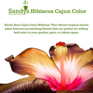 Hibiscus Cajun Color Purple Magic Starter Plant image 4