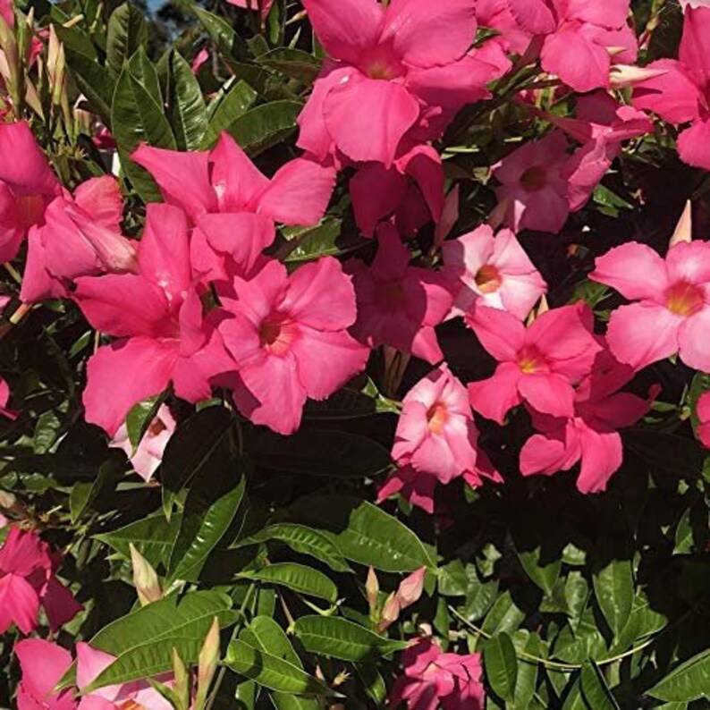 Mandevilla Giant Dark Pink 3 inch pot image 1