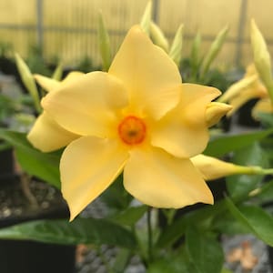 May include: A single yellow flower with a red center, surrounded by green leaves. The flower is in a pot and the background is a blurry image of a greenhouse.