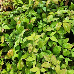 Nandina Dwarf Firepower domestica, Starter Plant imagem 4