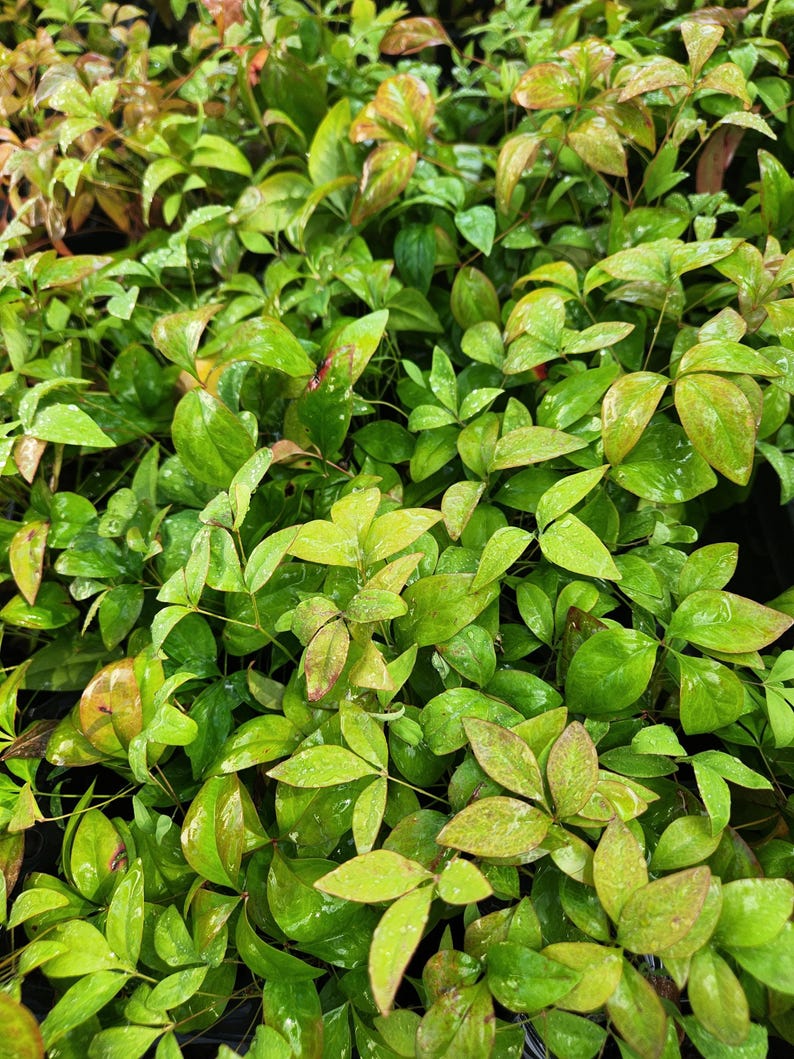 Nandina Dwarf Firepower domestica, Starter Plant imagem 4