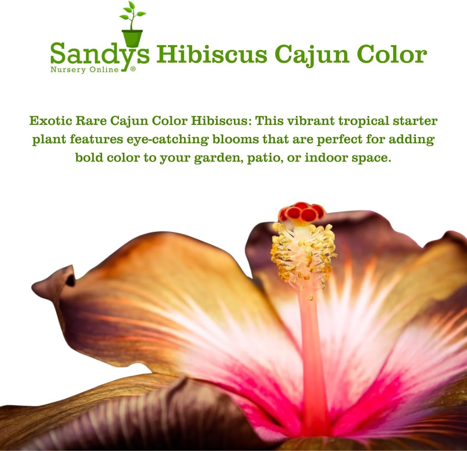 Hibiscus Cajun Color Live Plant, Tropical Flowering, Fifth Dimension ...