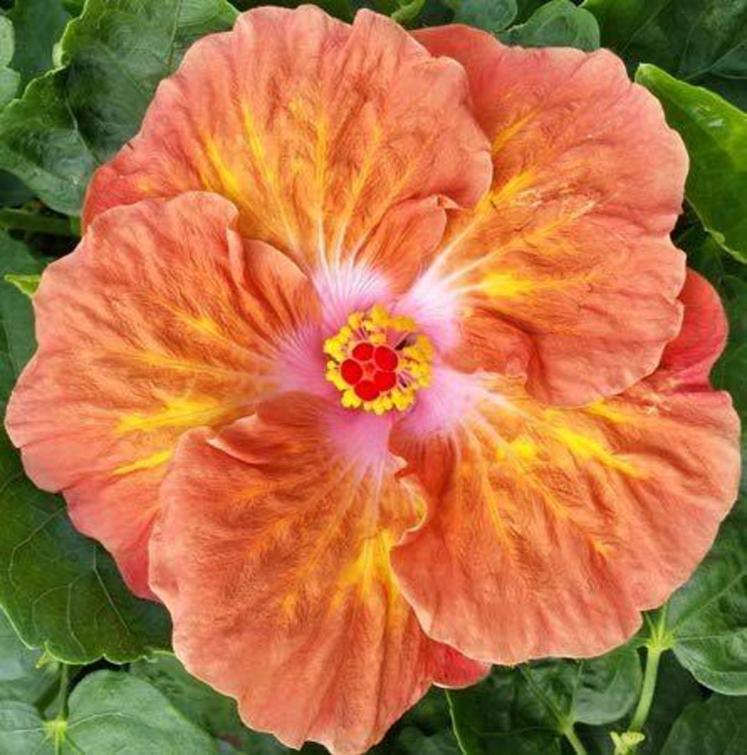 Hibiscus Cajun Color Live Plant – Caramel Dawn 4 Inch Pot - Etsy