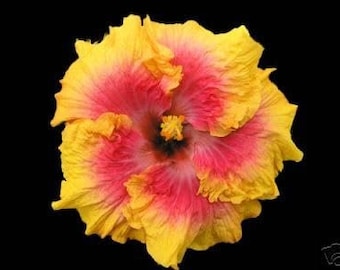 Hibiscus Cajun Color Bienvenue Starter Plant
