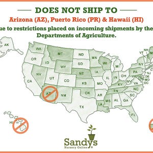 Arbusto perenne de acebo (Ilex), variedad Nellie R Stevens, maceta de 7,6 cm (3 pulgadas). imagen 7